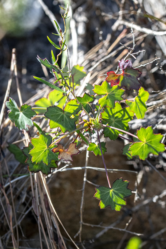 Pelargonium tabulare, photograph 3