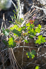(c) magriet b, some rights reserved (CC BY-SA) Pelargonium tabulare, photograph (c) magriet b, some rights reserved (CC BY-SA)