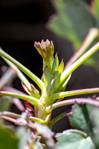Pelargonium tabulare, photograph 5