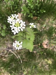 Alliaria petiolata