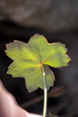 Pelargonium tabulare, photograph (c) magriet b, some rights reserved (CC BY-SA)