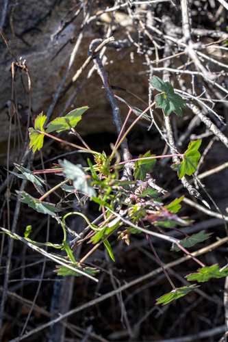 Pelargonium tabulare, photograph 4