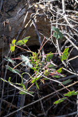 (c) magriet b, some rights reserved (CC BY-SA) Pelargonium tabulare, photograph (c) magriet b, some rights reserved (CC BY-SA)