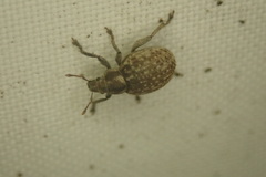 Philopedon plagiatum