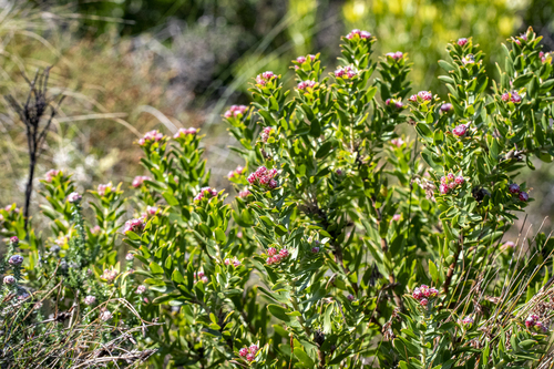 Leucospermum bolusii, photograph 2