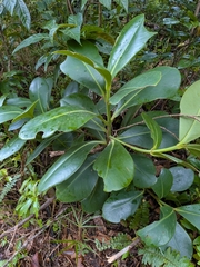 Clusia major