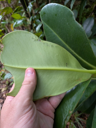 Clusia major, photograph 2