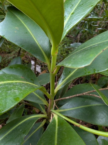 Clusia major, photograph 3