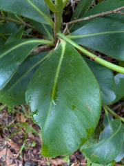 Clusia major, photograph (c) Guillaume Delaitre, some rights reserved (CC BY)