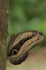 Caligo placidianus