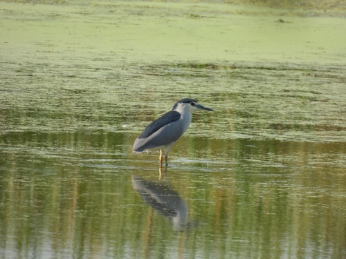 Black-crowned Night Heron