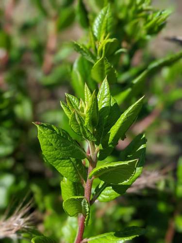 Mission Manzanita foliage