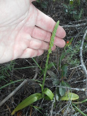 Platanthera michaelii