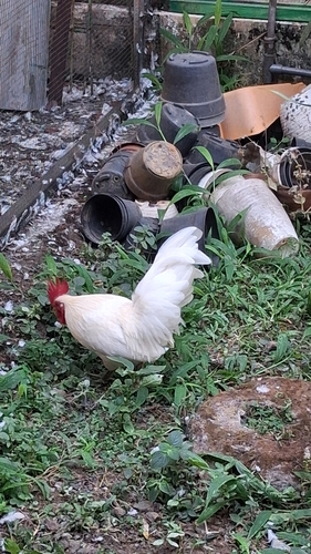 Domestic Chicken
