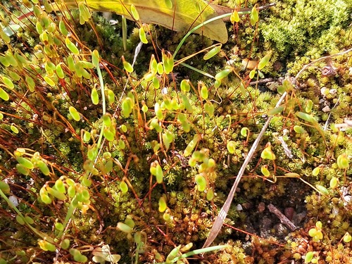 Rosulabryum torquescens observed 2026-08-12