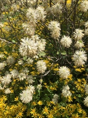 Fothergilla gardenii