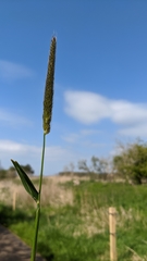 Alopecurus geniculatus
