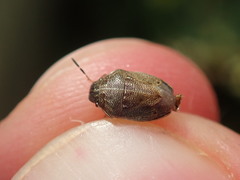 Neottiglossa pusilla