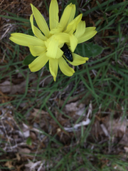 Acmaeodera ornatoides