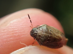 Neottiglossa pusilla