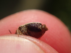 Neottiglossa pusilla