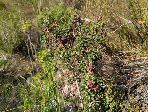 Myrsine africana, photograph 5