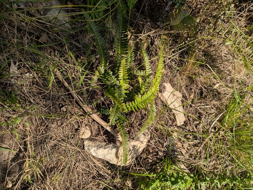 Blechnum australe