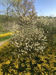 Fothergilla gardenii