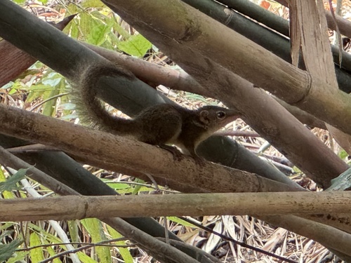 Horsfield's Treeshrew