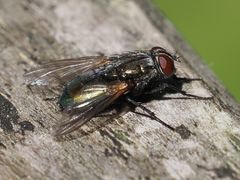 Protocalliphora azurea