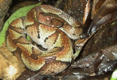 Bothrocophias hyoprora