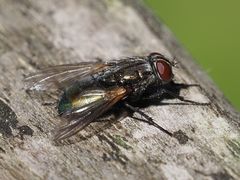 Protocalliphora azurea
