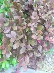 Loropetalum