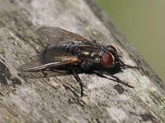 Protocalliphora azurea