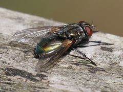 Protocalliphora azurea