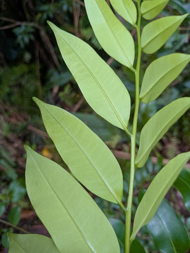 Simarouba amara, photograph 2