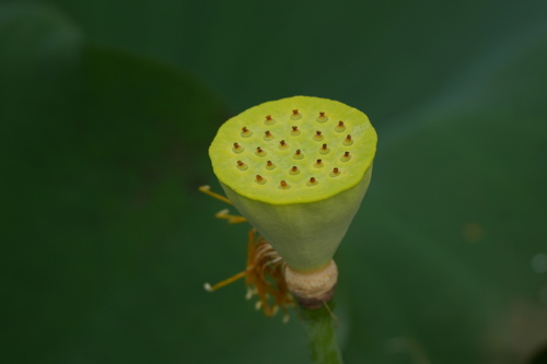 Sacred Lotus