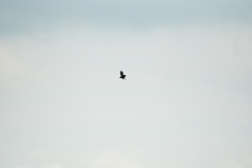 Black-eared Kite