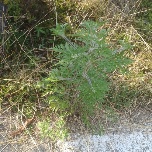 common ragweed