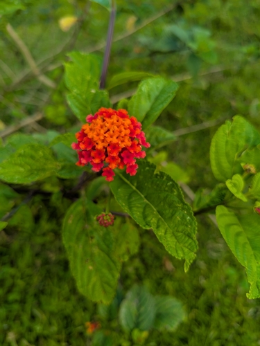 common lantana