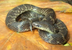Atractus snethlageae