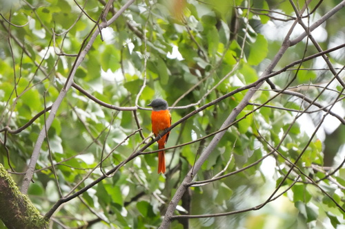 Gray-chinned Minivet