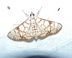 Aphytoceros lucusalis