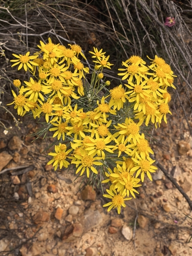 Euryops tenuissimus