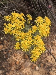 Euryops tenuissimus
