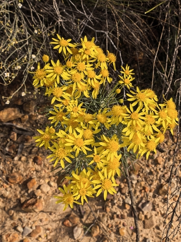 Euryops tenuissimus, photograph 2