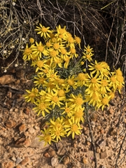 Euryops tenuissimus, photograph author not stated, no rights reserved