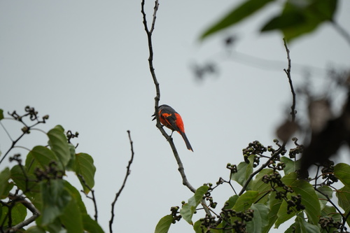 Gray-chinned Minivet