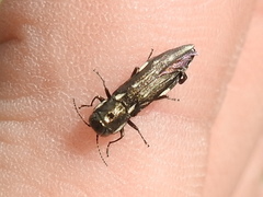 Agrilus obsoletoguttatus