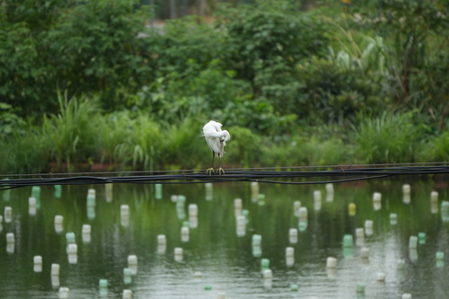 Western Little Egret